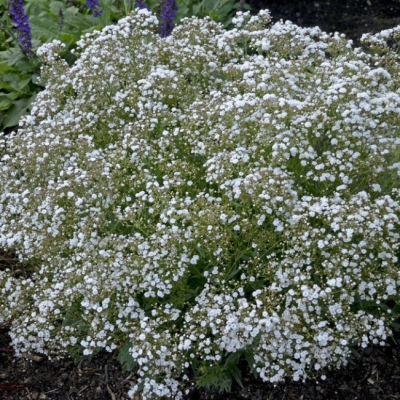 Гипсофила метельчатая Джинтс Бланк Гипсофила метельчатая Джинтс Бланк фото