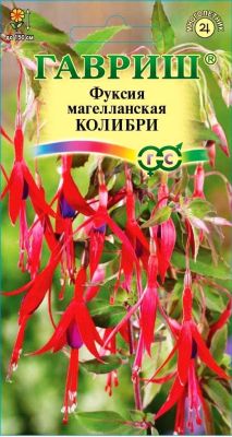 Фуксия Колибри магелланская Фуксия Колибри магелланская фото