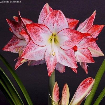 Амариллис Спортлайн Амариллис Спортлайн фото