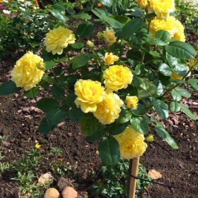 Роза Штамбовая Анни Дюпрей Роза Штамбовая Анни Дюпрей - Dolina-Sad.Ru