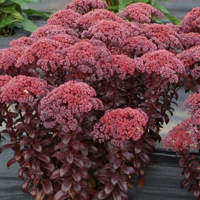 Седум Дарк Мэджик , x Седум Дарк Мэджик , x фото