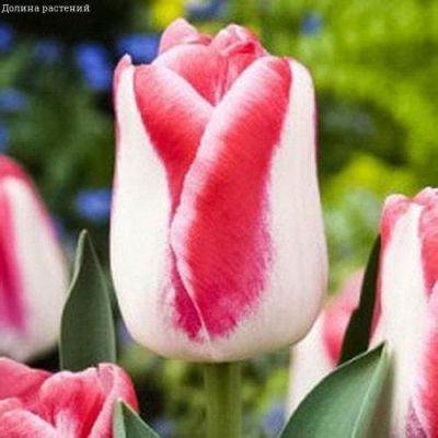 Тюльпан Дримшип Тюльпан Дримшип фото