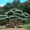 Сосна обыкновенная Ватерери фото