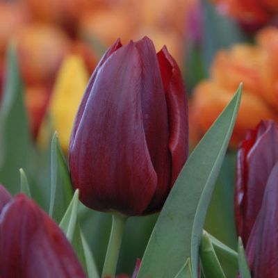 Тюльпан Паллада Тюльпан Паллада - Dolina-Sad.Ru