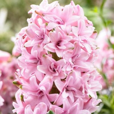 Гиацинт Принц оф Лав(Дабл) Гиацинт Принц оф Лав(Дабл) фото