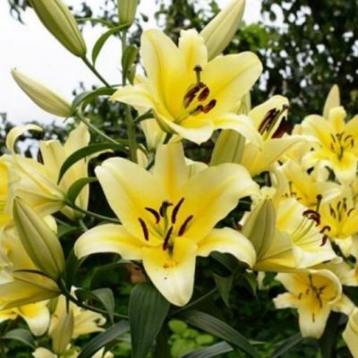 Лилия Серано Лилия Серано фото