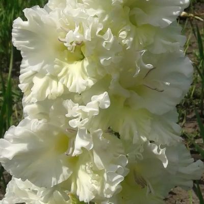 Гладиолус Москва Белокаменная Гладиолус Москва Белокаменная - Dolina-Sad.Ru