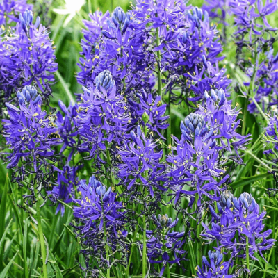 Камассия Квамаш Камассия Квамаш фото