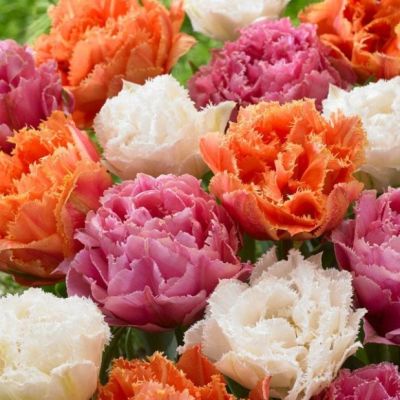 Тюльпан Фринджет Микс Тюльпан Фринджет Микс фото