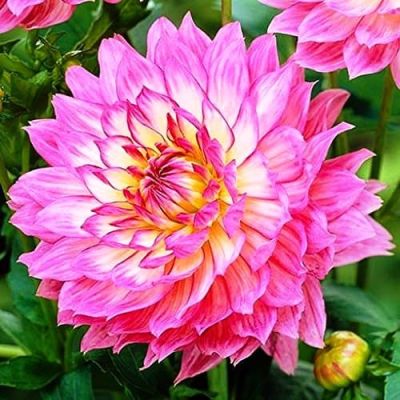 Георгина Беллини Георгина Беллини фото