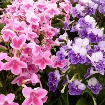 Стрептокарпус гибридный Мадагаскар, смесь Стрептокарпус гибридный Мадагаскар, смесь фото