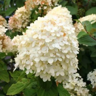 Гортензия метельчатая Коттон Крим, С1 Гортензия метельчатая Коттон Крим, С1 - Dolina-Sad.Ru