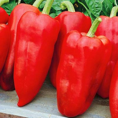 Перец Толстые щечки фото