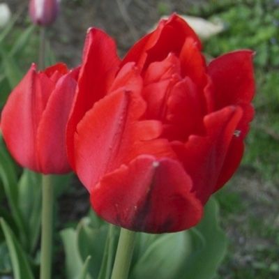 Тюльпан Абба Тюльпан Абба - Dolina-Sad.Ru