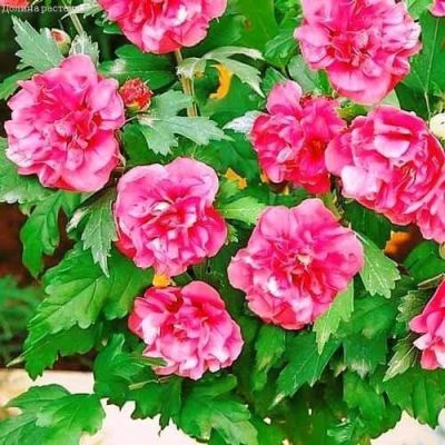 Гибискус сирийский Дюк де Брабант Гибискус сирийский Дюк де Брабант фото