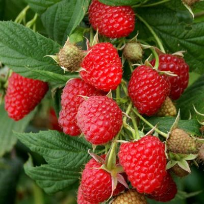 Малина Полька/Ремонтантная Малина Полька/Ремонтантная фото