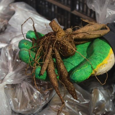 Георгина Хартенаас Георгина Хартенаас - Dolina-Sad.Ru