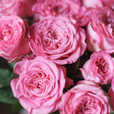 Роза Артезия Роза Артезия - Dolina-Sad.Ru