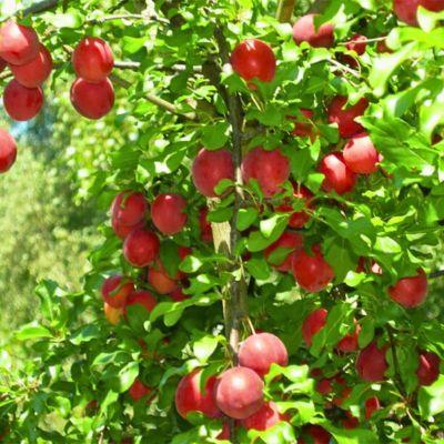 Слива Скороспелка Красная Слива Скороспелка Красная - Dolina-Sad.Ru