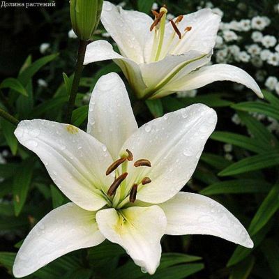 Лилия Навона за рубль. Лилия Навона за рубль. фото