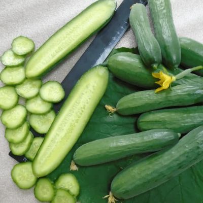 Огурец Хрустящий ломтик F1 (А) Огурец Хрустящий ломтик F1 (А) фото