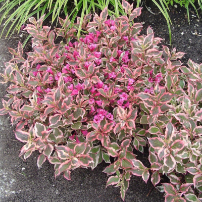 Вейгела цветущая Монет Вейгела цветущая Монет фото