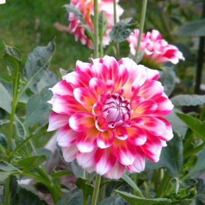 Георгина Хавайи - Dolina-Sad.Ru