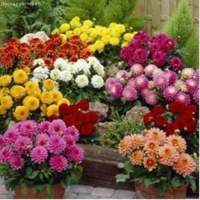 Микс Бордюрных Георгин Микс Бордюрных Георгин фото