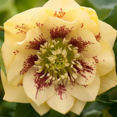 Морозник Дабл Элен Еллоу Споттид - Dolina-Sad.Ru