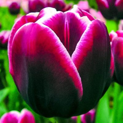 Тюльпан Александр Пушкин Тюльпан Александр Пушкин фото