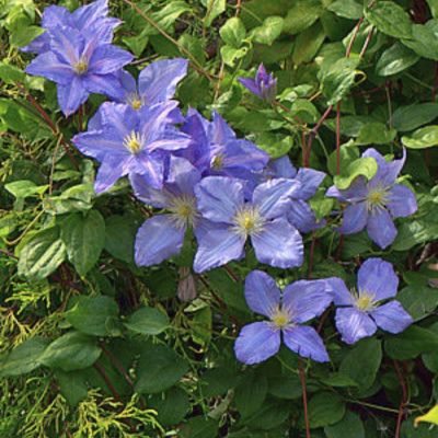 Клематис Вистула Клематис Вистула - Dolina-Sad.Ru