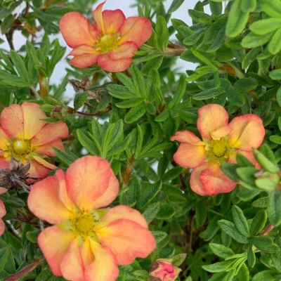 Лапчатка кустарниковая Белла Эппл, С2 - Dolina-Sad.Ru