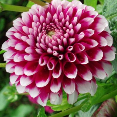 Георгина Курара Георгина Курара фото