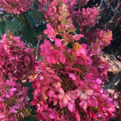 Гортензия метельчатая Петит Лантерн, С3 Гортензия метельчатая Петит Лантерн, С3 - Dolina-Sad.Ru