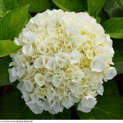 Гортензия крупнолистная Вуде - Dolina-Sad.Ru