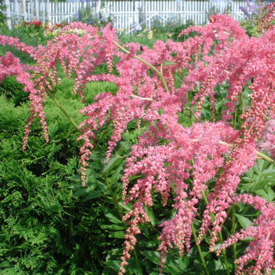 Астильба Тунберга Страуссенфедер , x Астильба Тунберга Страуссенфедер , x фото