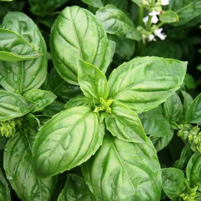 Базилик Застольный Базилик Застольный фото