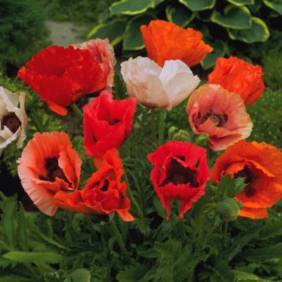 Мак восточный Пиззакато Мак восточный Пиззакато - Dolina-Sad.Ru