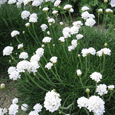 Армерия приморская Альба Армерия приморская Альба фото