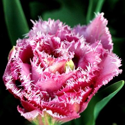 Тюльпан Матчпоинт Тюльпан Матчпоинт фото