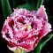 Тюльпан Матчпоинт Тюльпан Матчпоинт фото