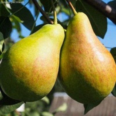 Груша Духмяная/Летняя фото