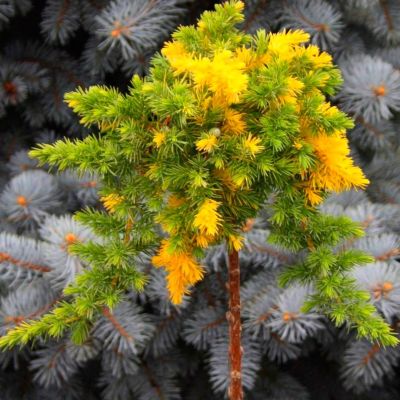 Можжевельник прибрежный Голден Вингс Можжевельник прибрежный Голден Вингс - Dolina-Sad.Ru