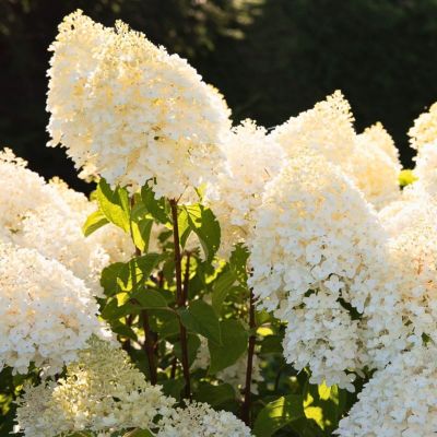 Гортензия метельчатая Шугар Раш Гортензия метельчатая Шугар Раш - Dolina-Sad.Ru