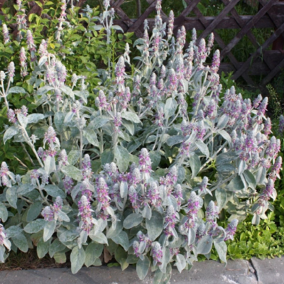 Чистец византийский Чистец византийский фото