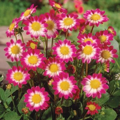 Георгина Свитхарт - Dolina-Sad.Ru