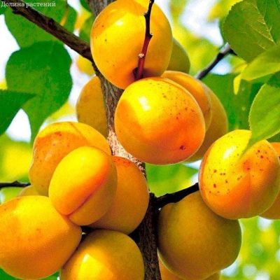 Абрикос Золотой Нектар Абрикос Золотой Нектар фото