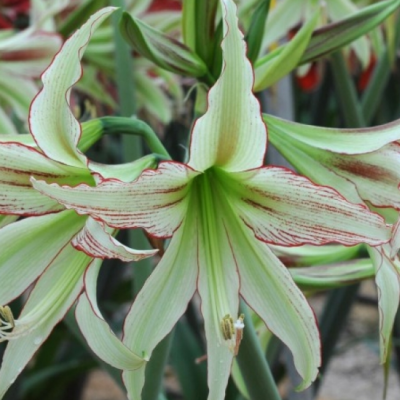 Амариллис Эмеральд фото