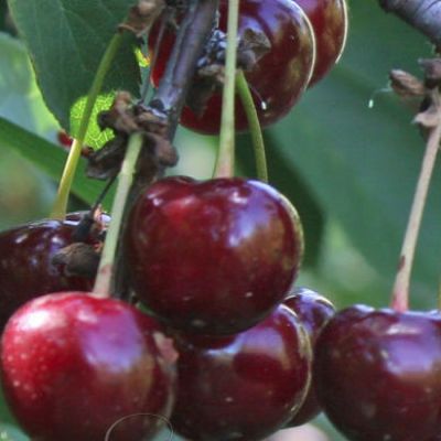 Вишня Фесанна Вишня Фесанна - Dolina-Sad.Ru