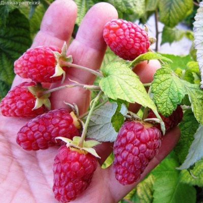 Малина Брянское Диво/Ремонтантная Малина Брянское Диво/Ремонтантная фото